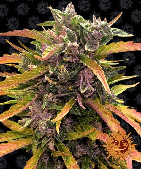 gorilla-glue-auto