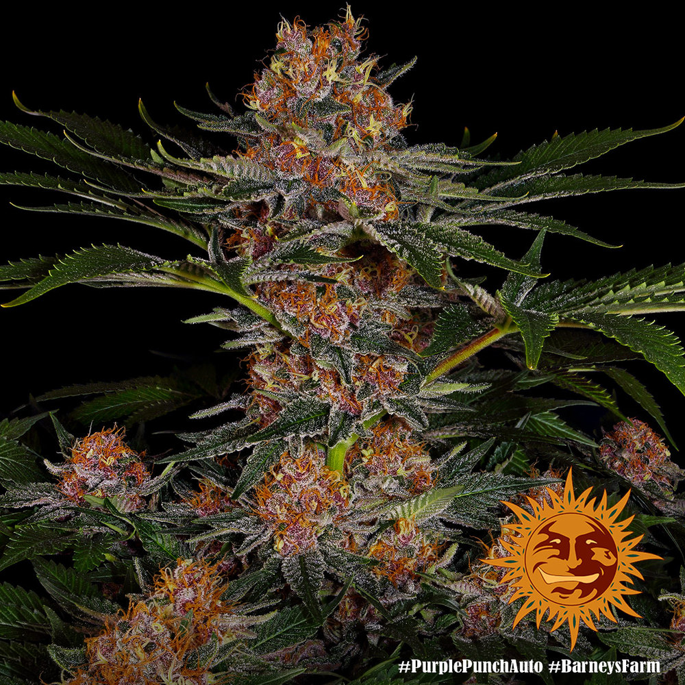 purple-punch-autofiorente-apicale