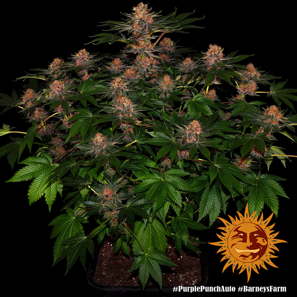 purple-punch-autofiorente-vaso