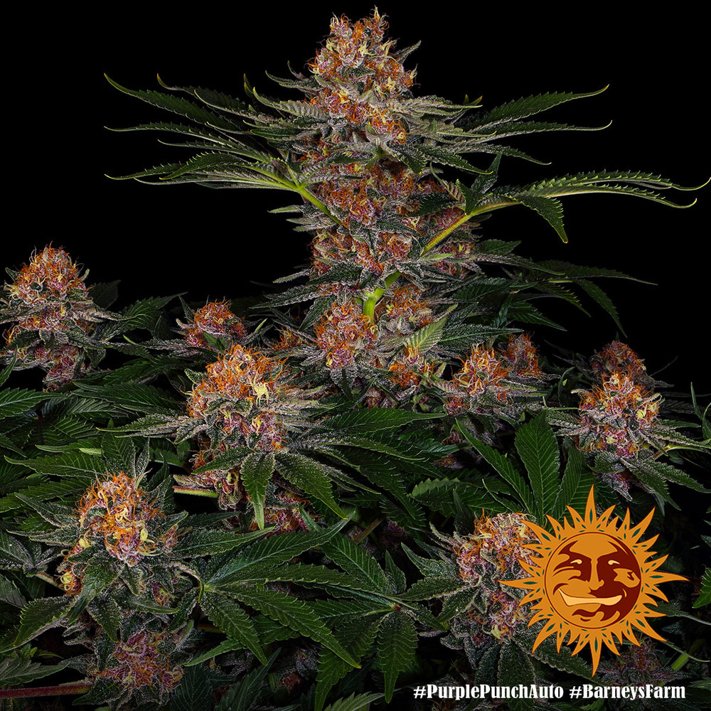 purple-punch-autofiorente.fioritura