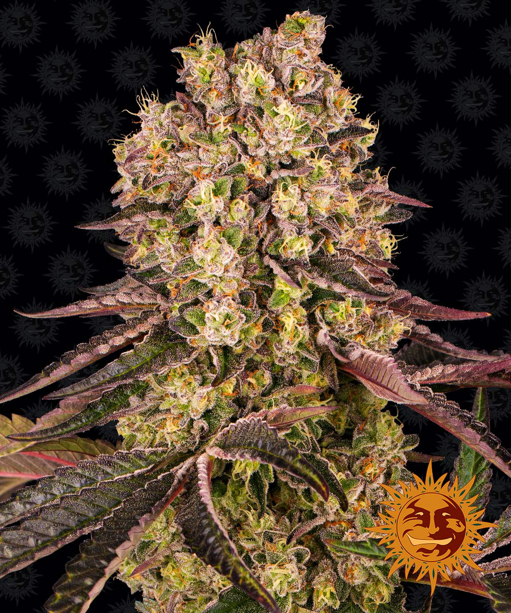 __runtz-muffin_circle_new_21_842083
