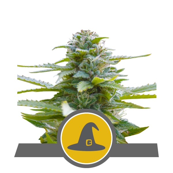 Exotic Witch RQS