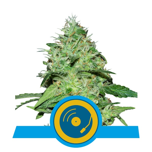 Joanne's CBD RQS