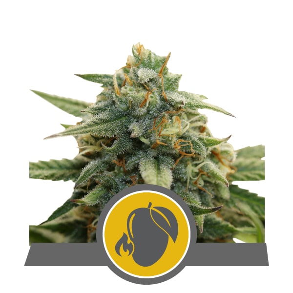 Mango Crunch RQS