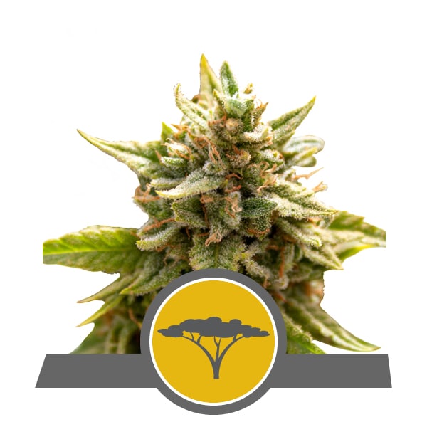 Marula Fruit RQS
