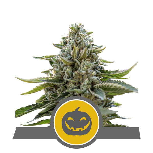 Pumpkin Kush RQS