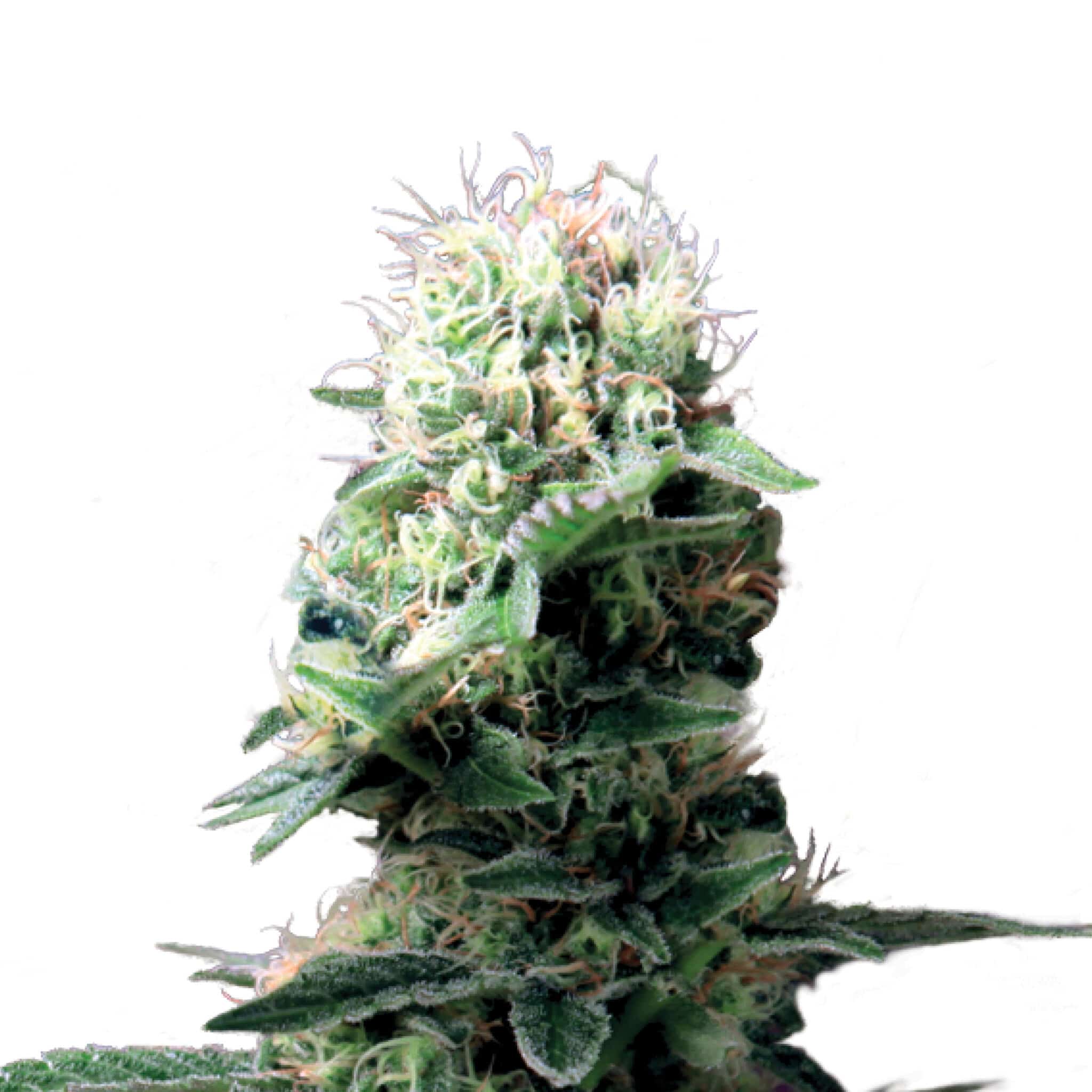 Plant_CBD_DanceWorld