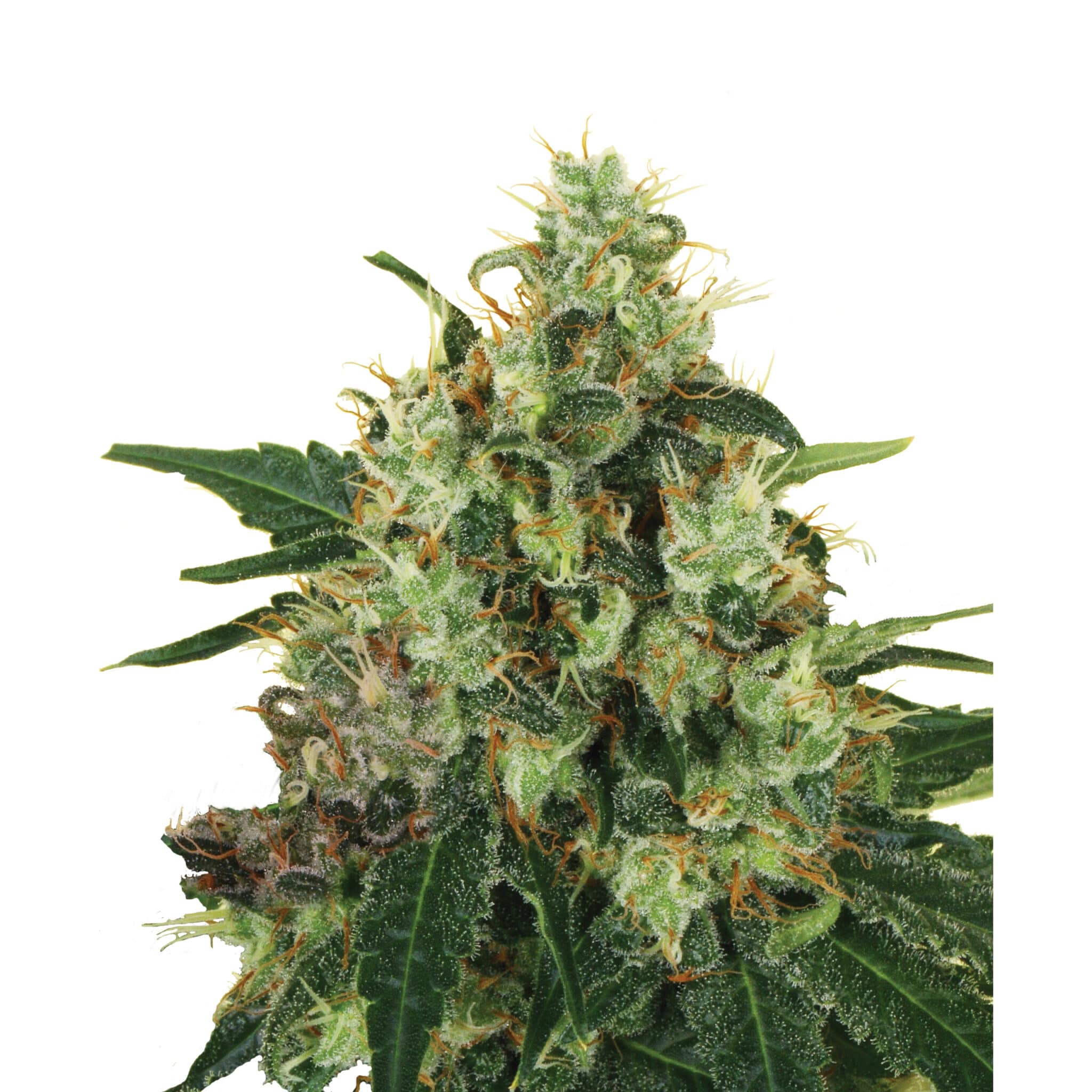 Plant_CBD_MedicalMass