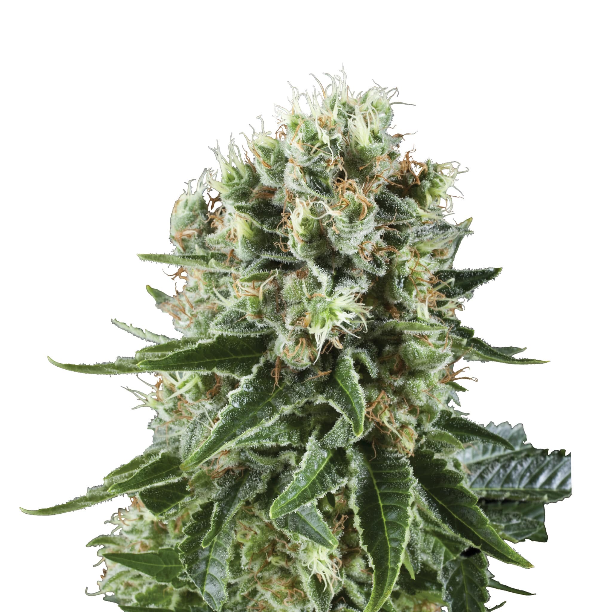Plant_FEM_CriticalKush
