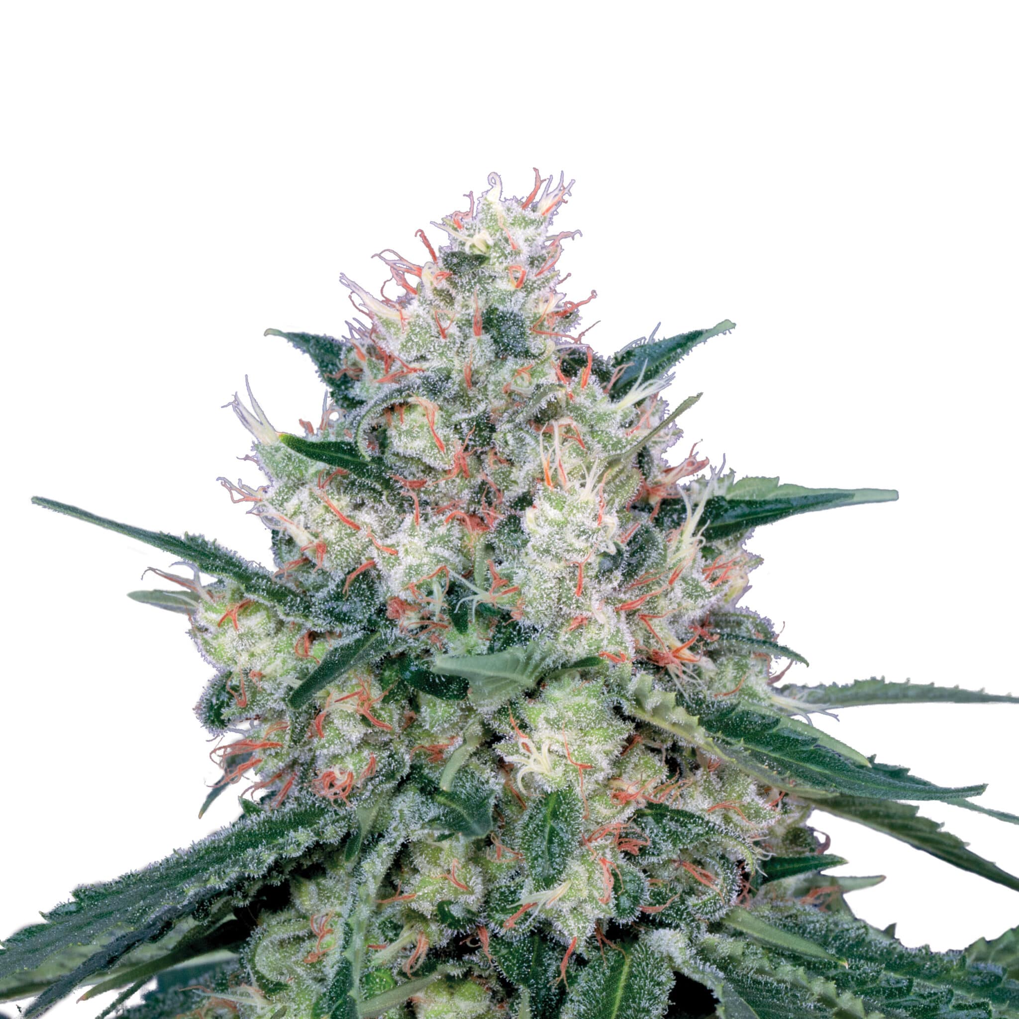 Plant_FEM_HoneyCream