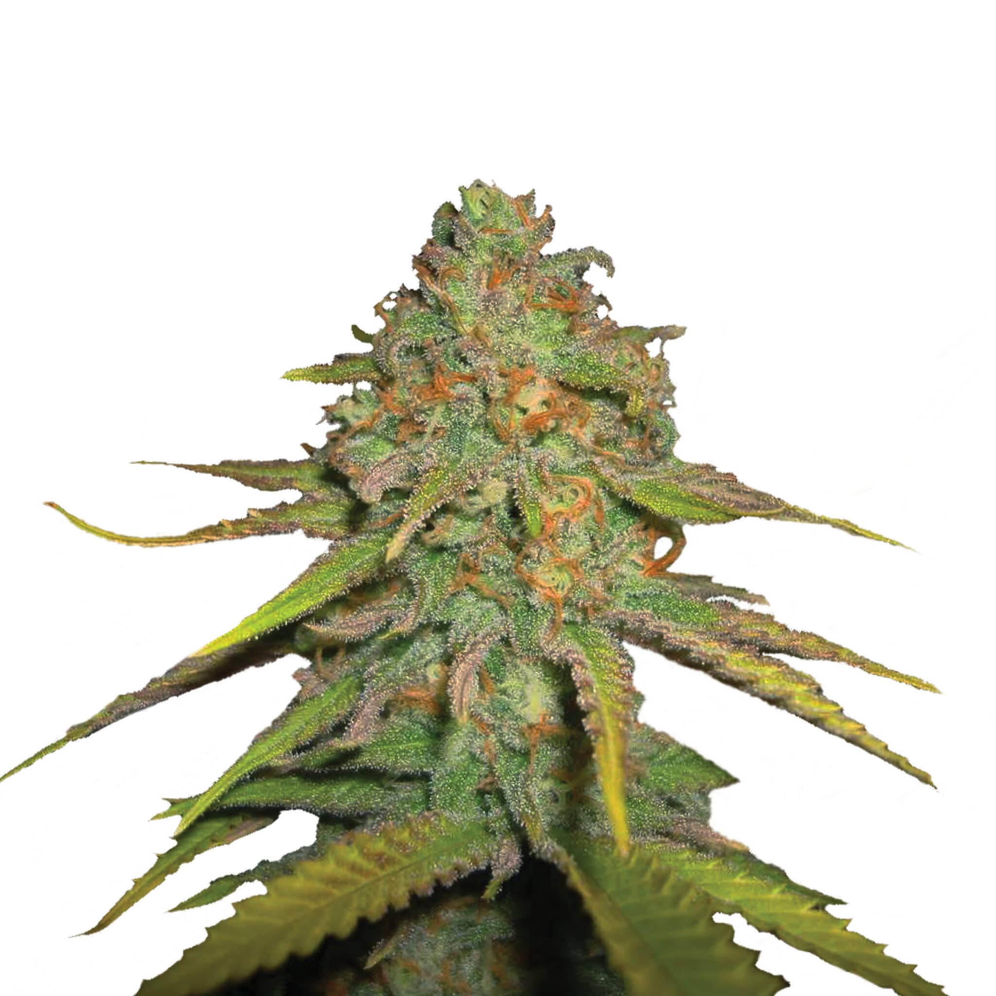 Plant_FEM_OGKush