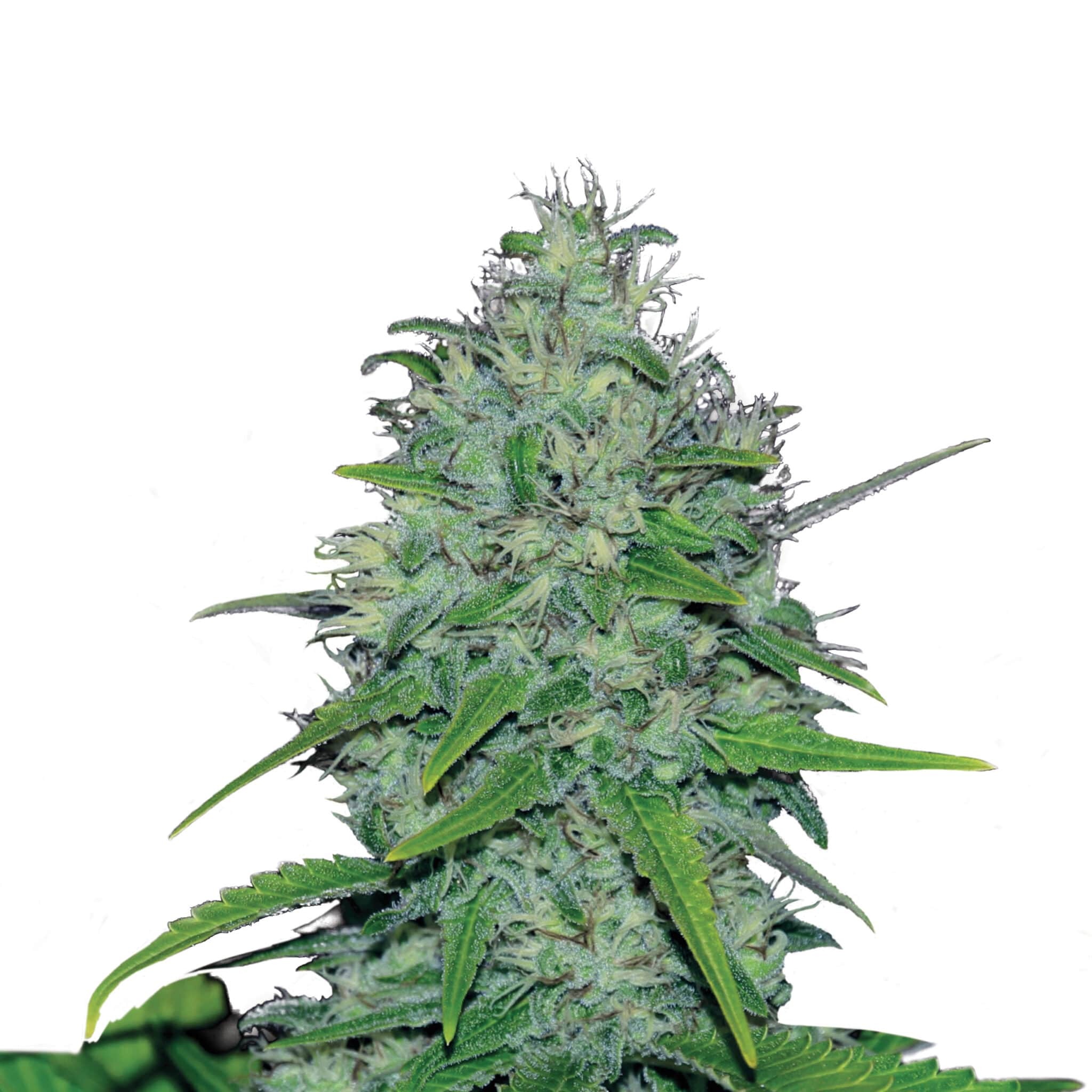 Plant_FEM_SkunkXL