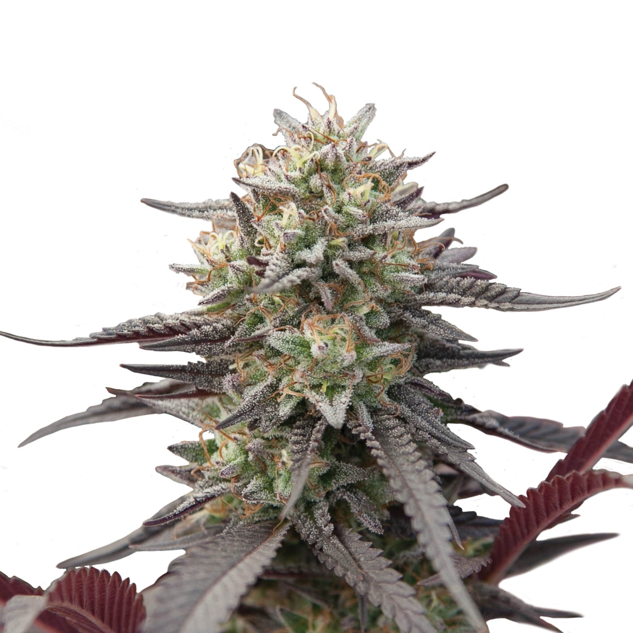 Plant_USA_GreenPunch