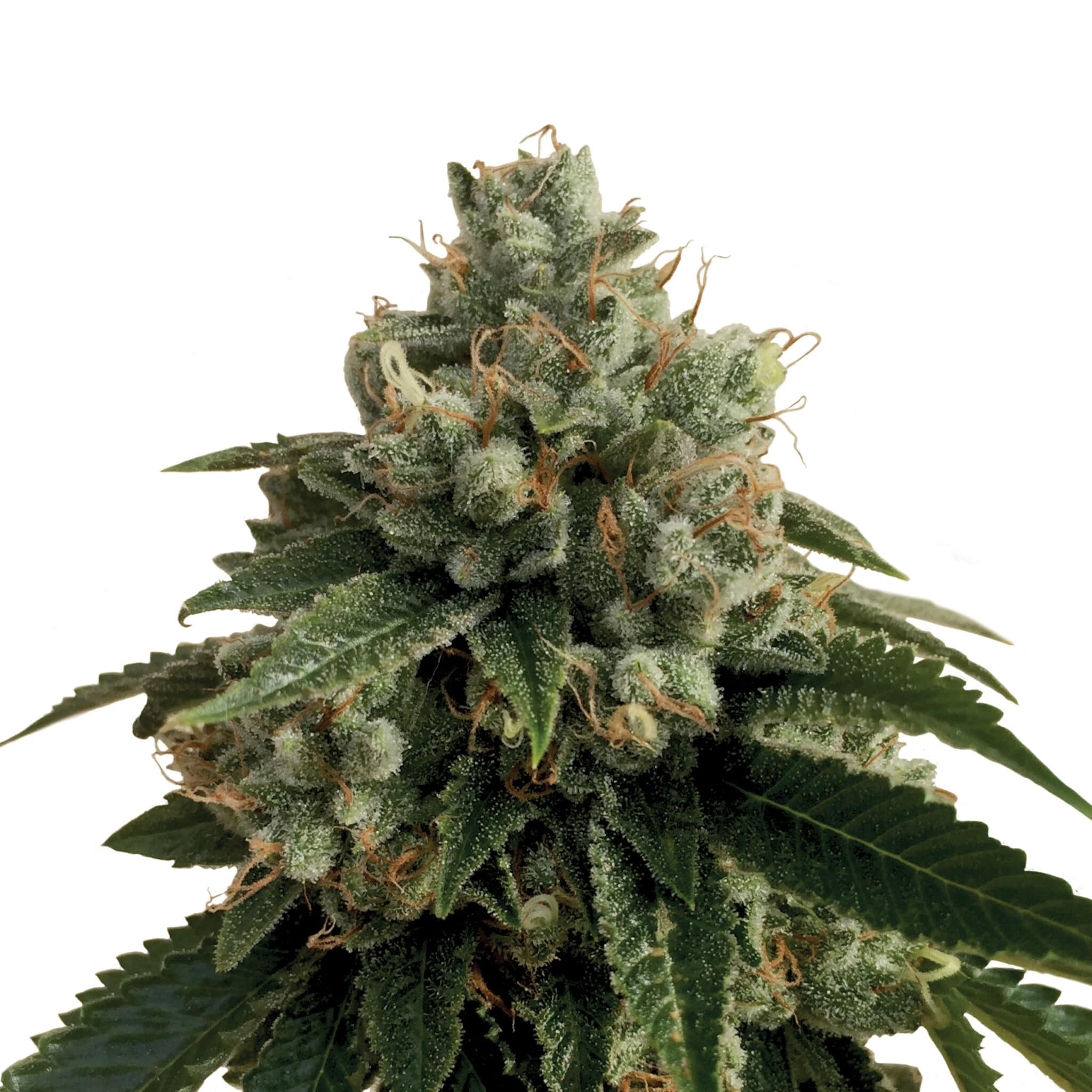 Plant_USA_LegendaryPunch