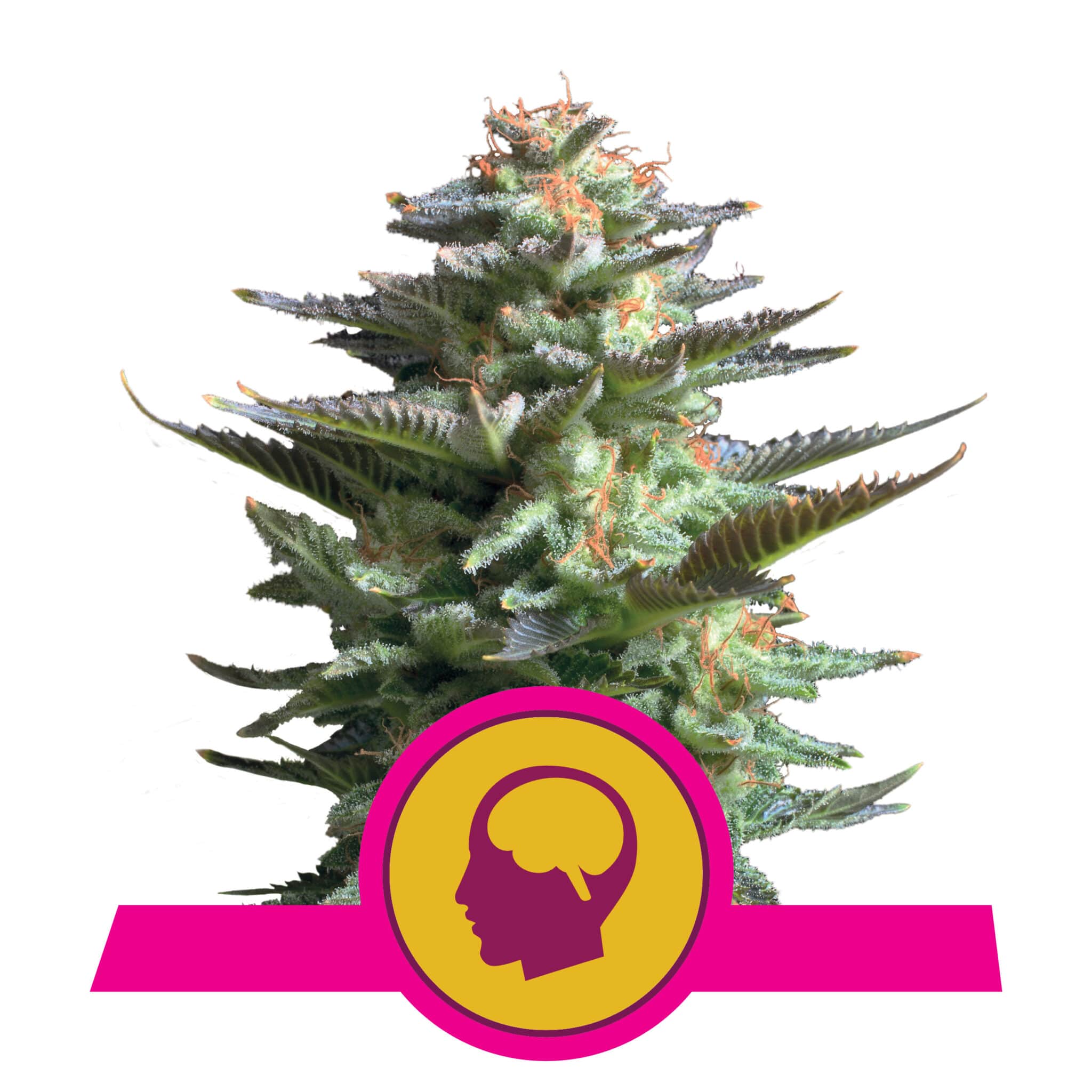 Amnesia Haze RQS Femminizzata