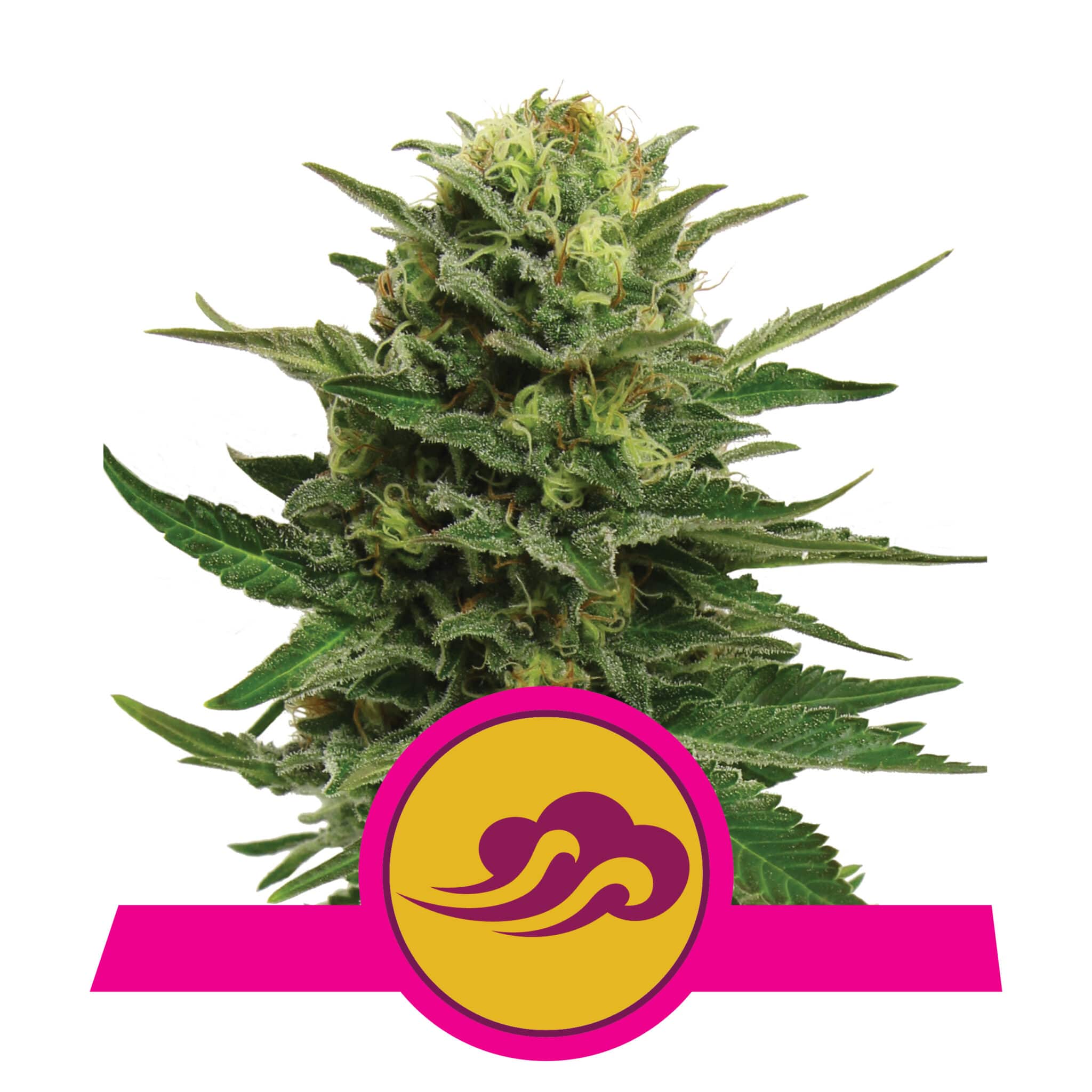 Blue Mystic RQS Femminizzata