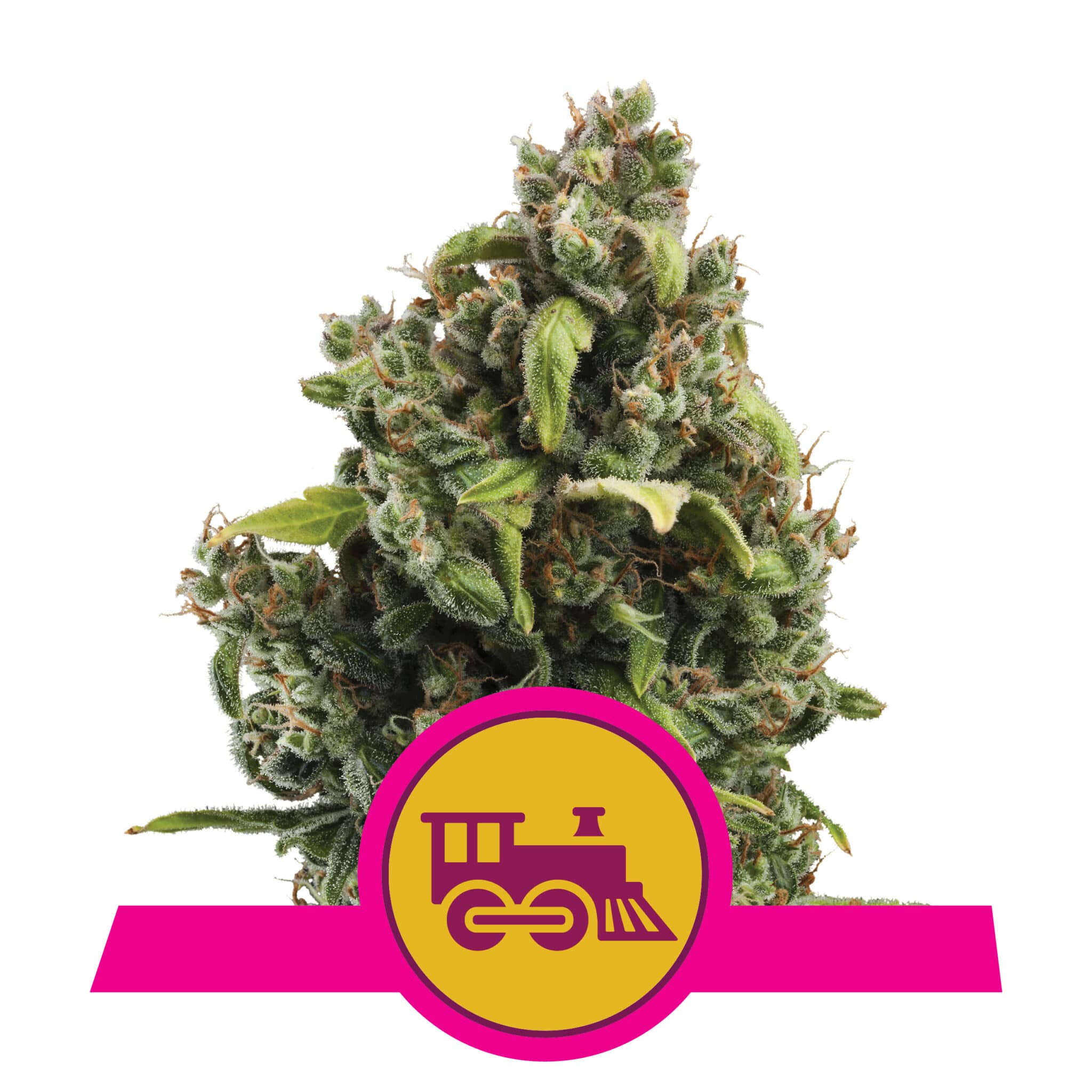 Candy Kush Express (Fioritura veloce) RQS Femminizzata