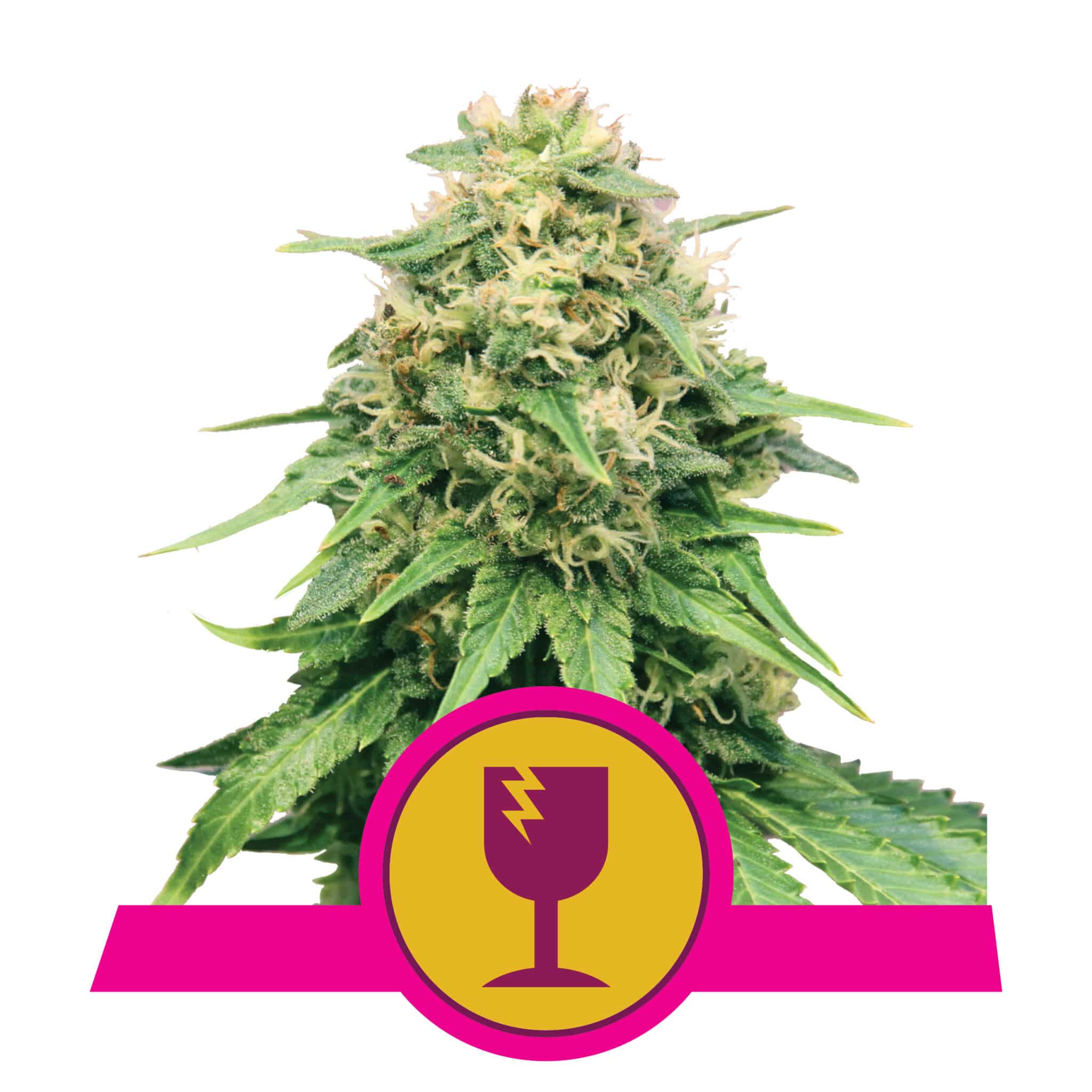 Critical RQS Femminizzata