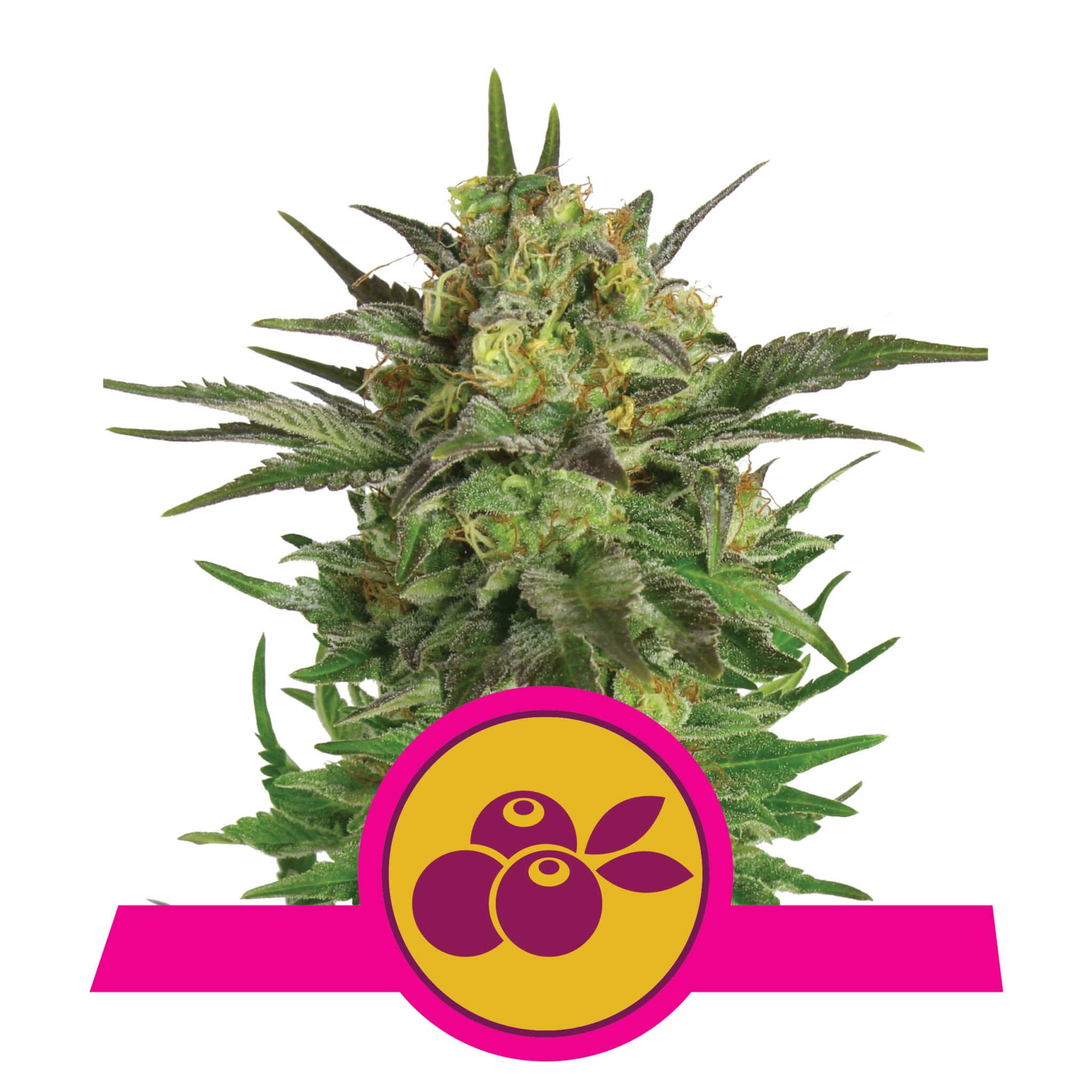 Haze Berry Femminizzata