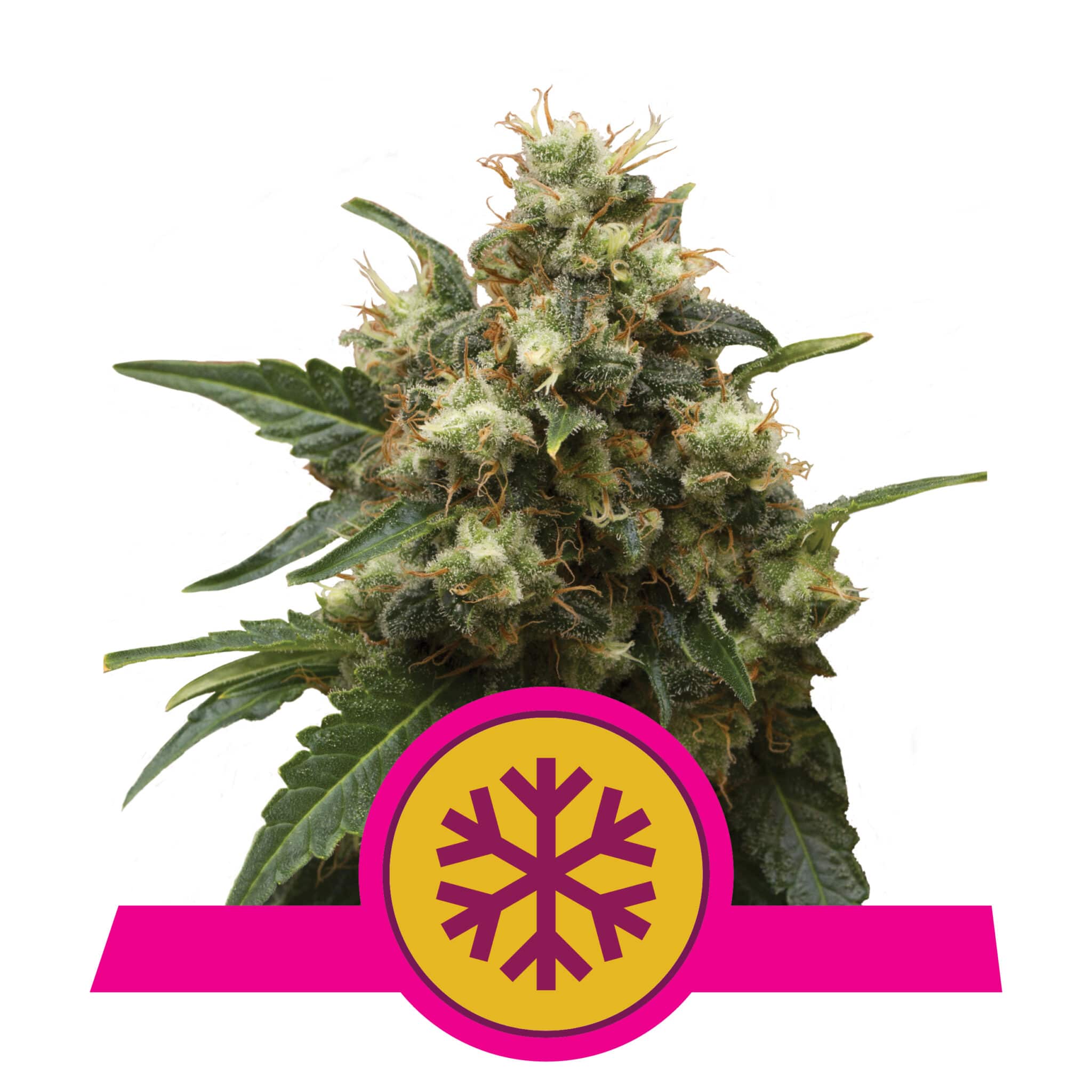ICE RQS Femminizzata