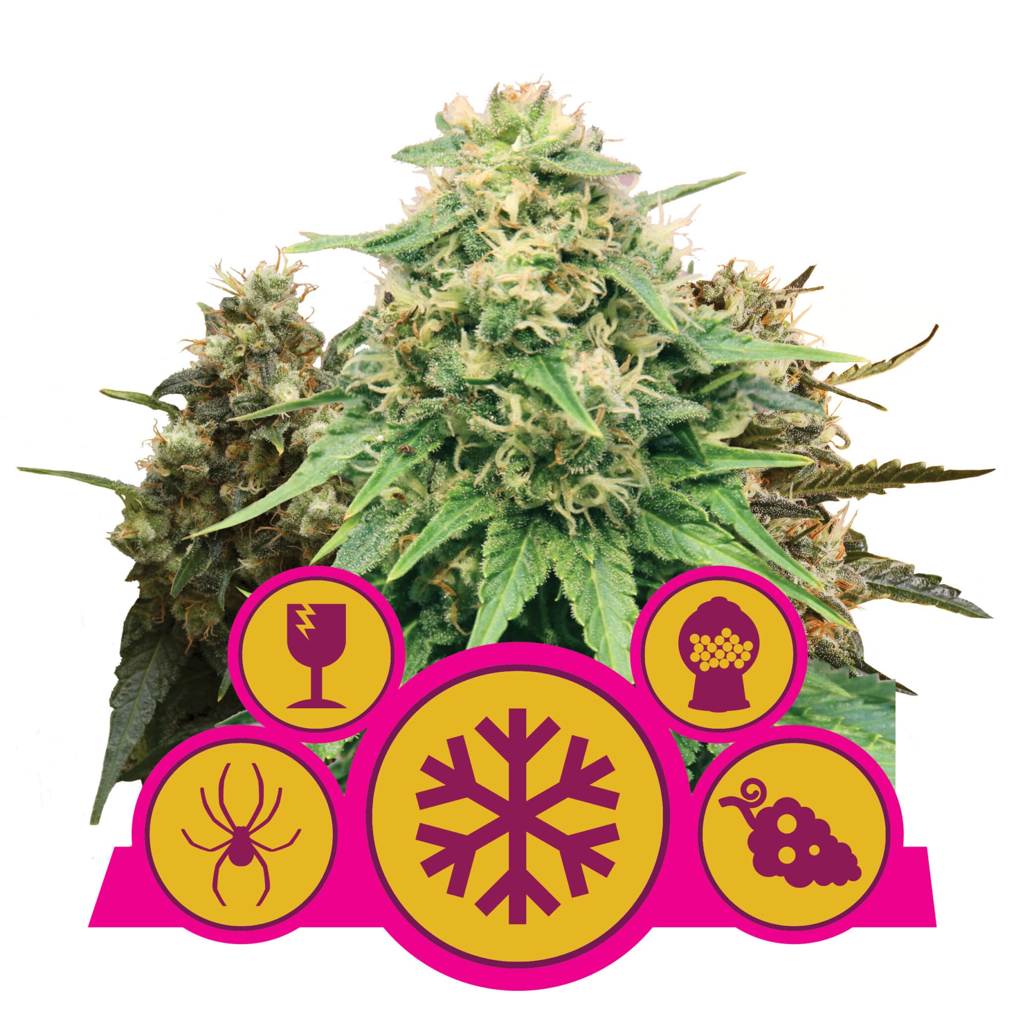 MIX RQS Femminizzati