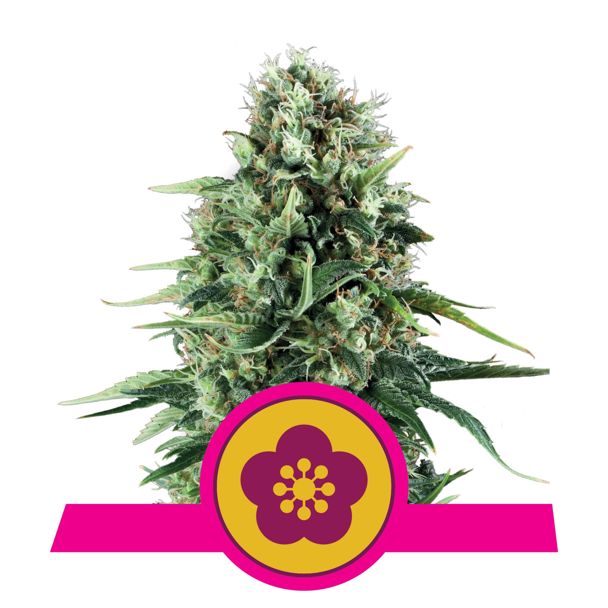Power Flower RQS Femminizzata