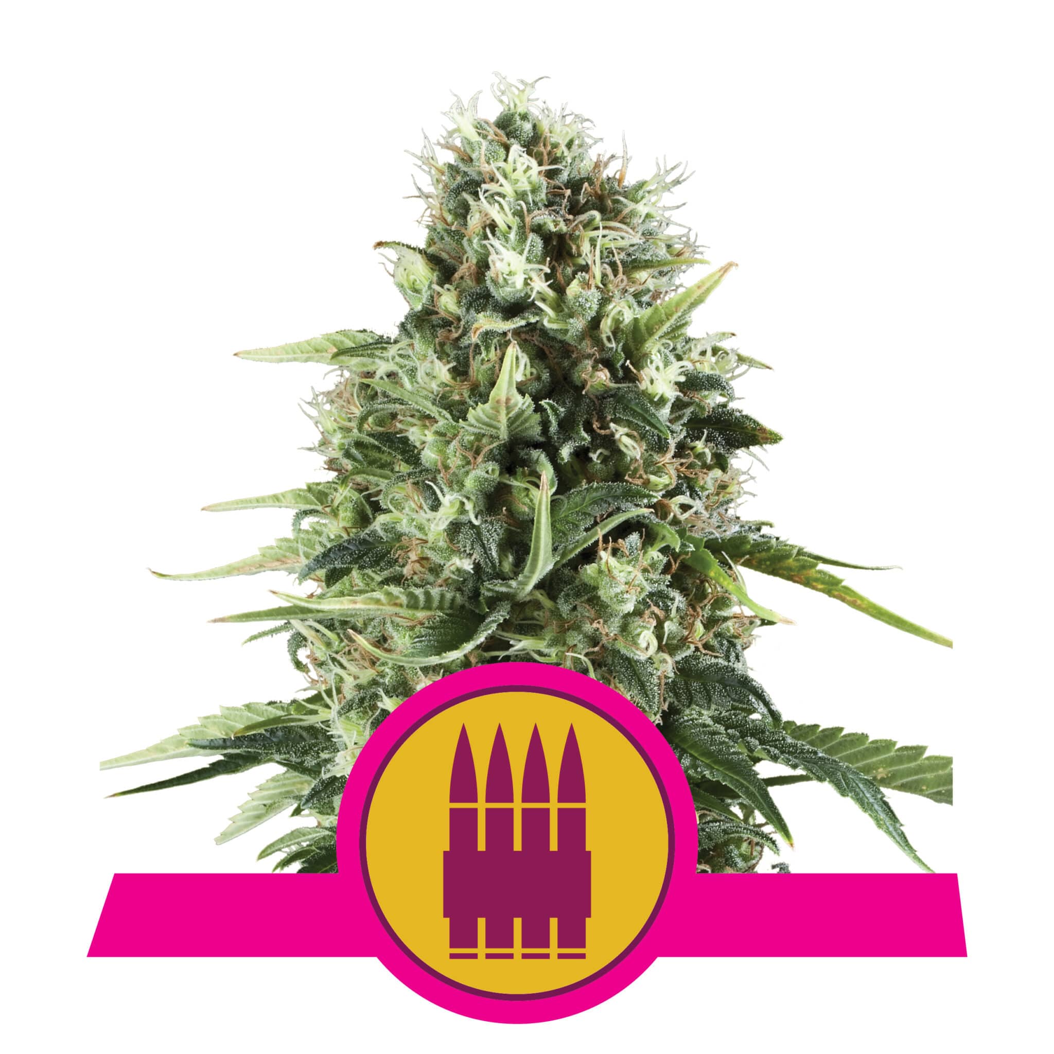 Royal AK RQS Femminizzata