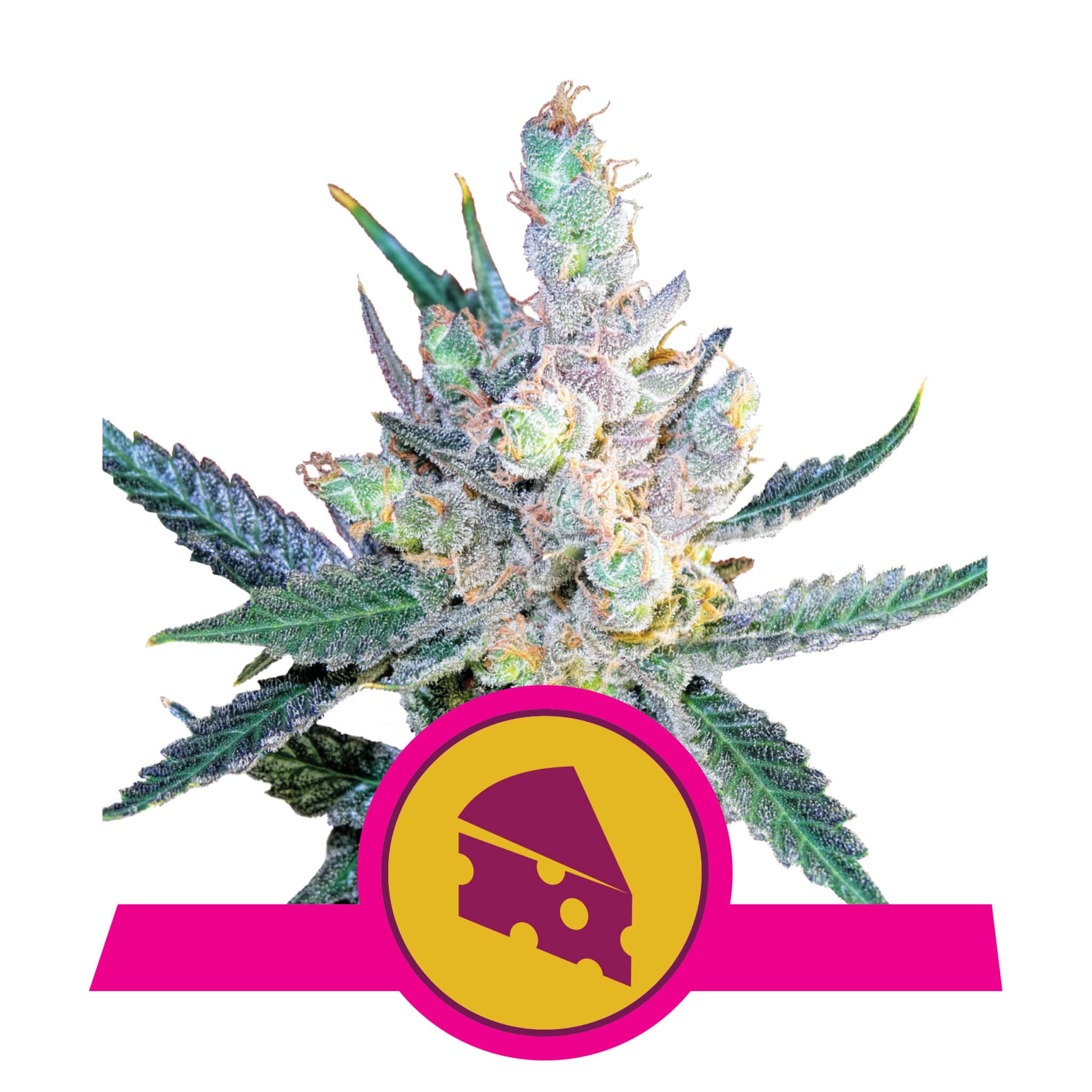 Royal Cheese RQS Femminizzata