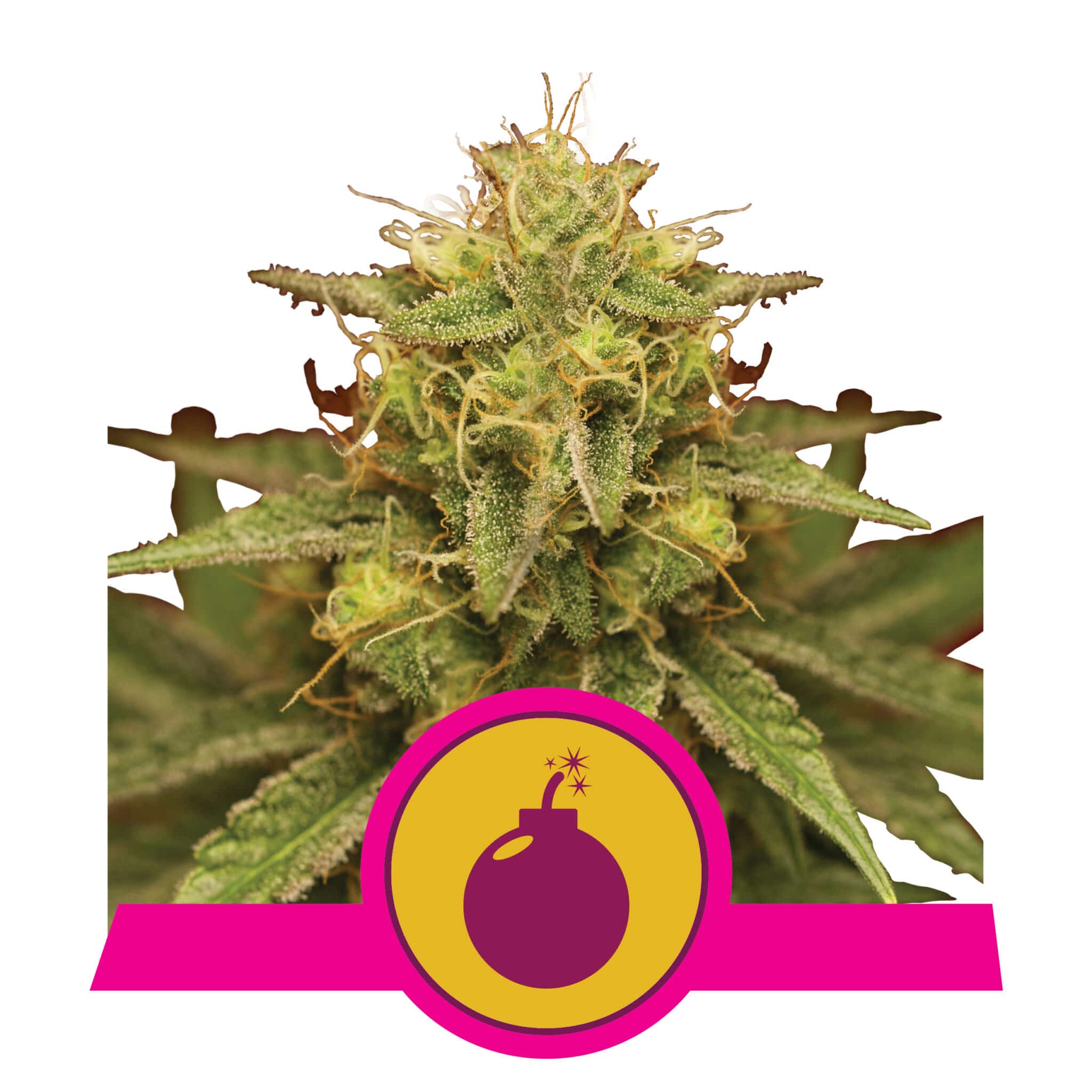 Royal Domina RQS Femminizzata