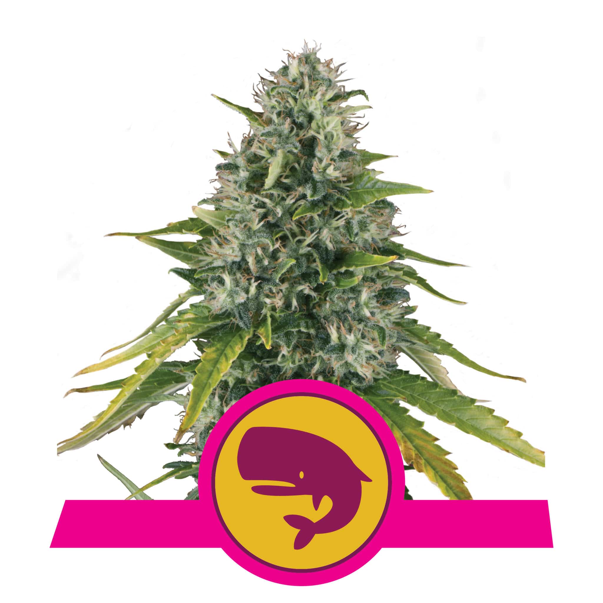 Royal Moby RQS Femminizzata