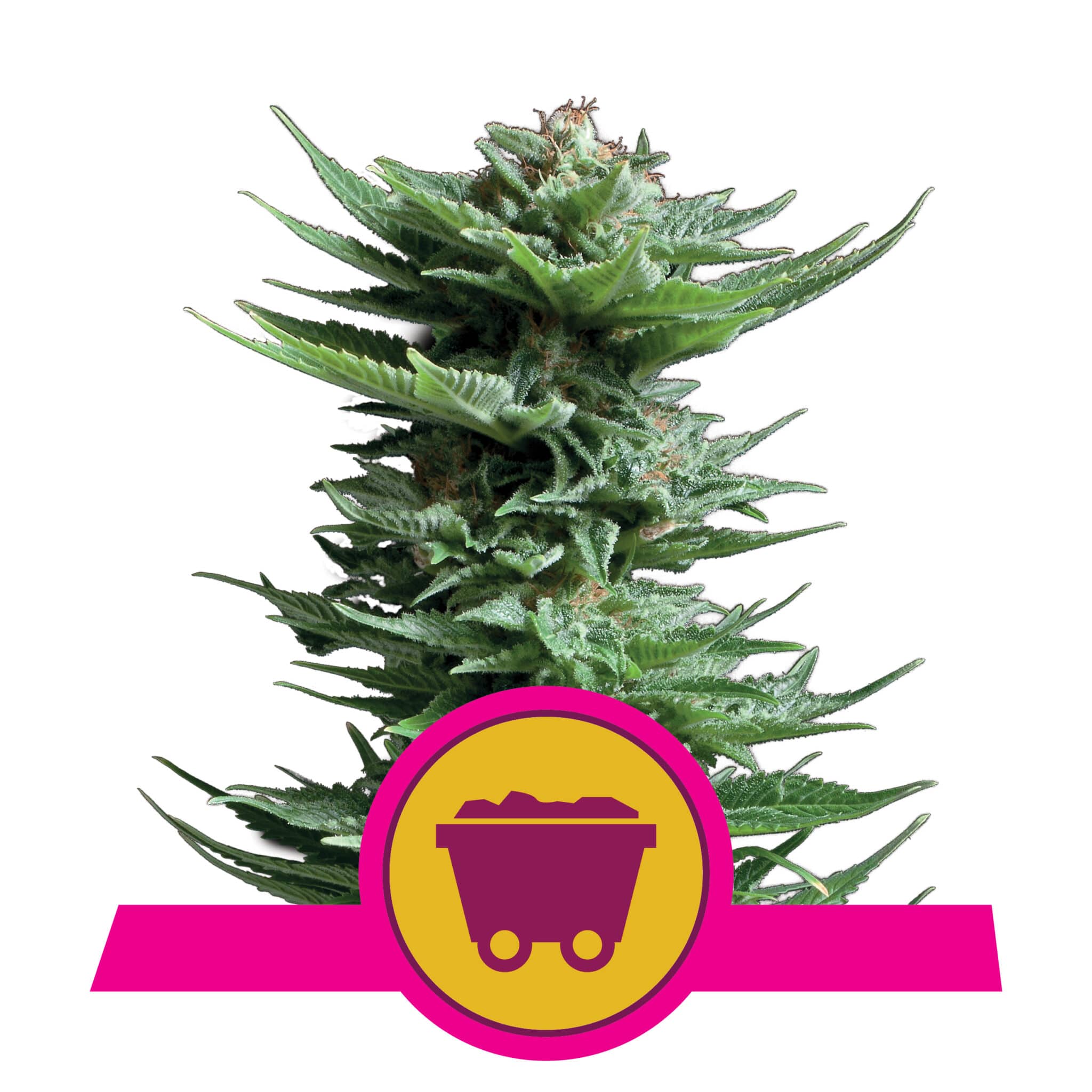 Shining Silver Haze RQS Femminizzata