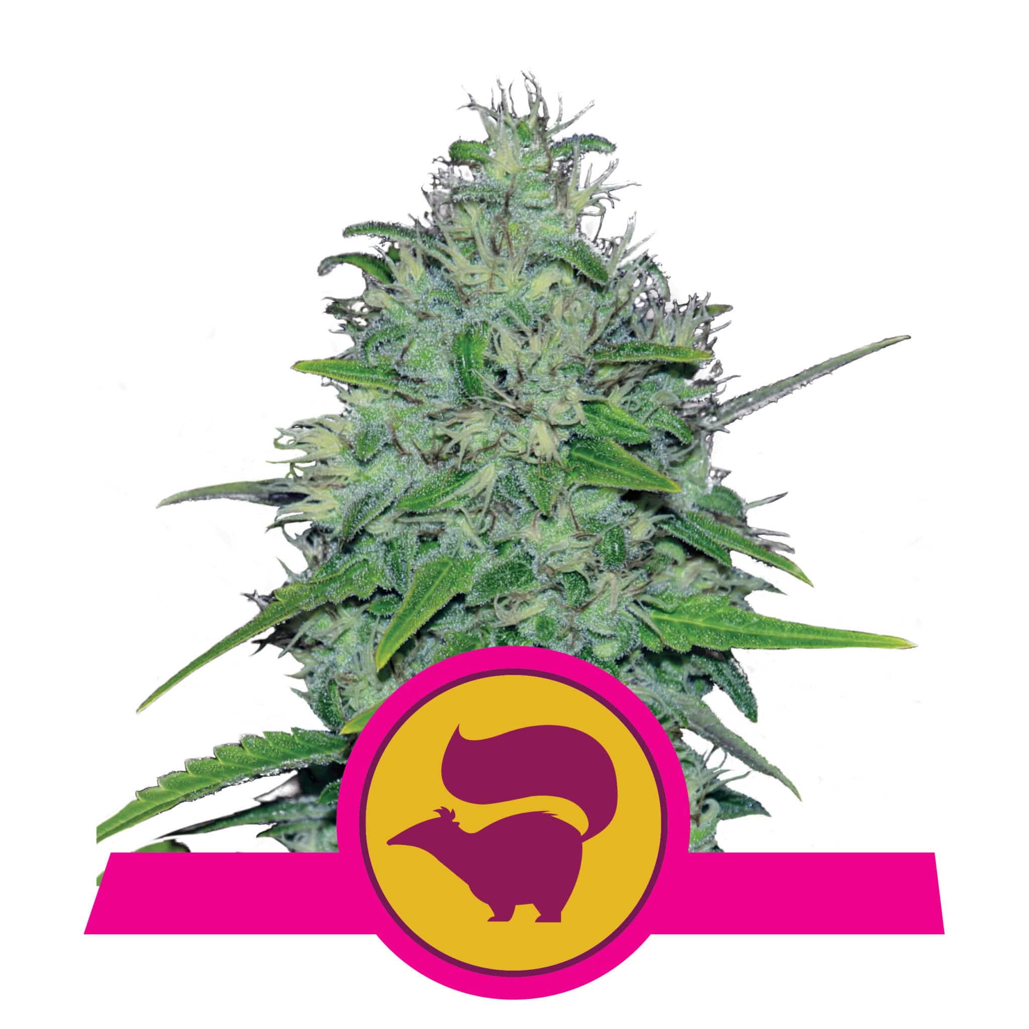 Skunk XL RQS Femminizzata