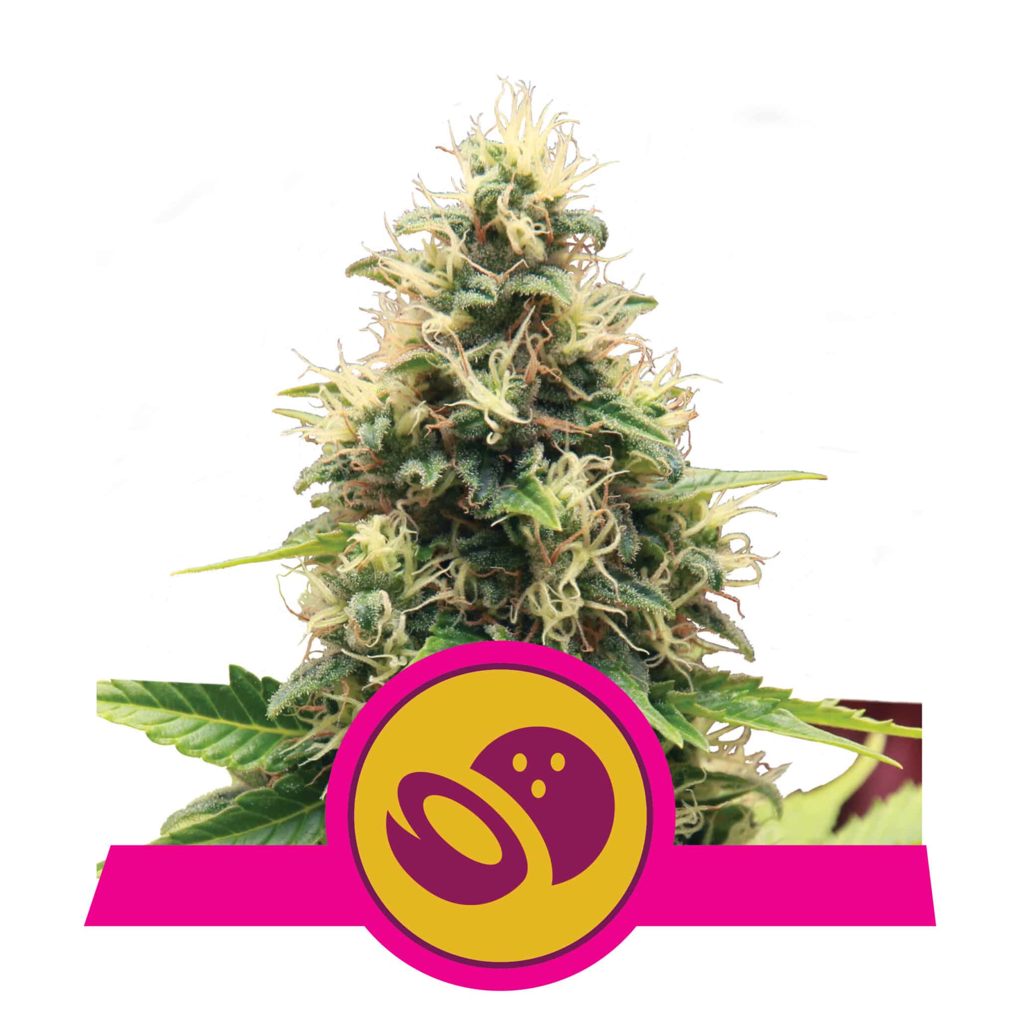 Somango XL RQS Femminizzata