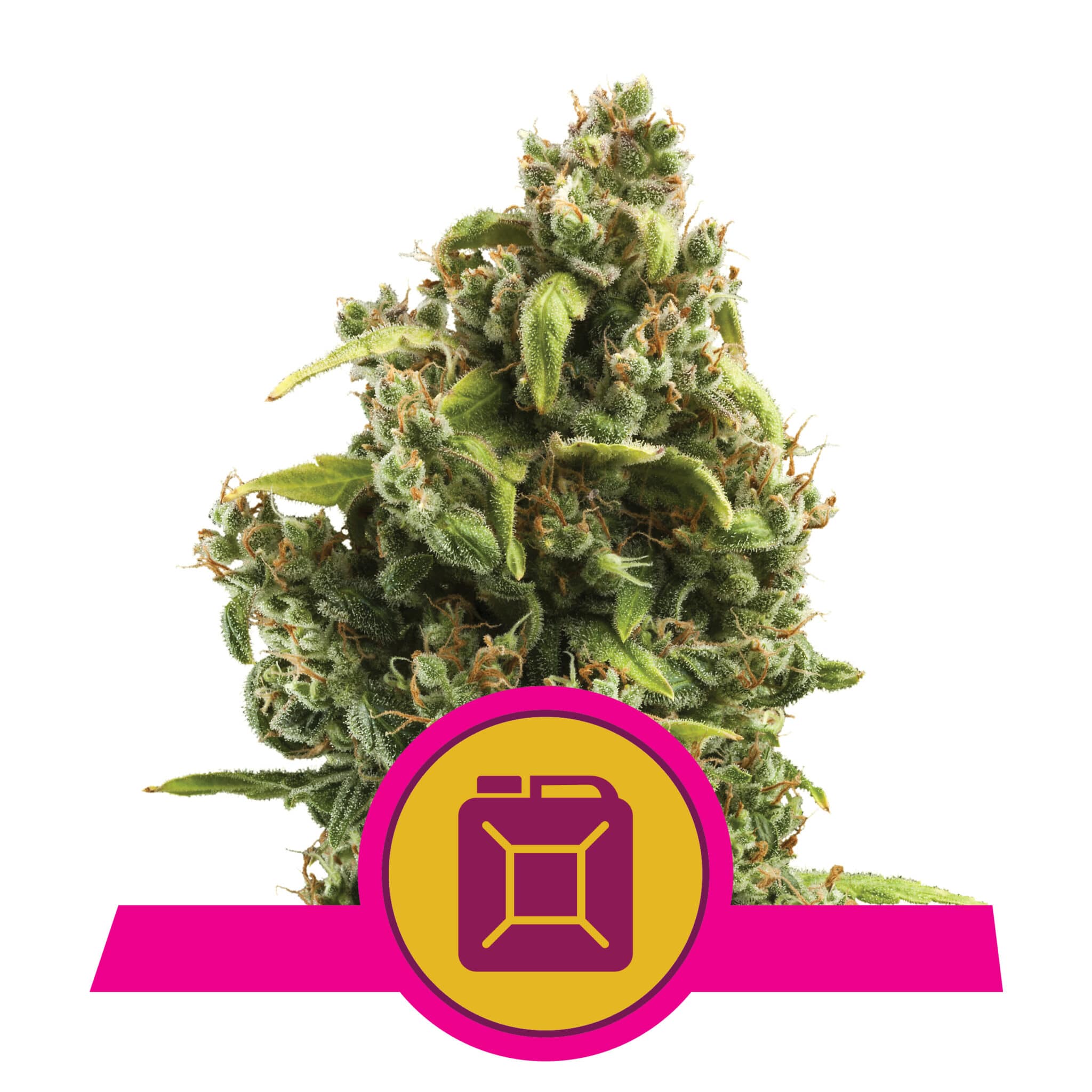 Sour Diesel RQS Femminizzata