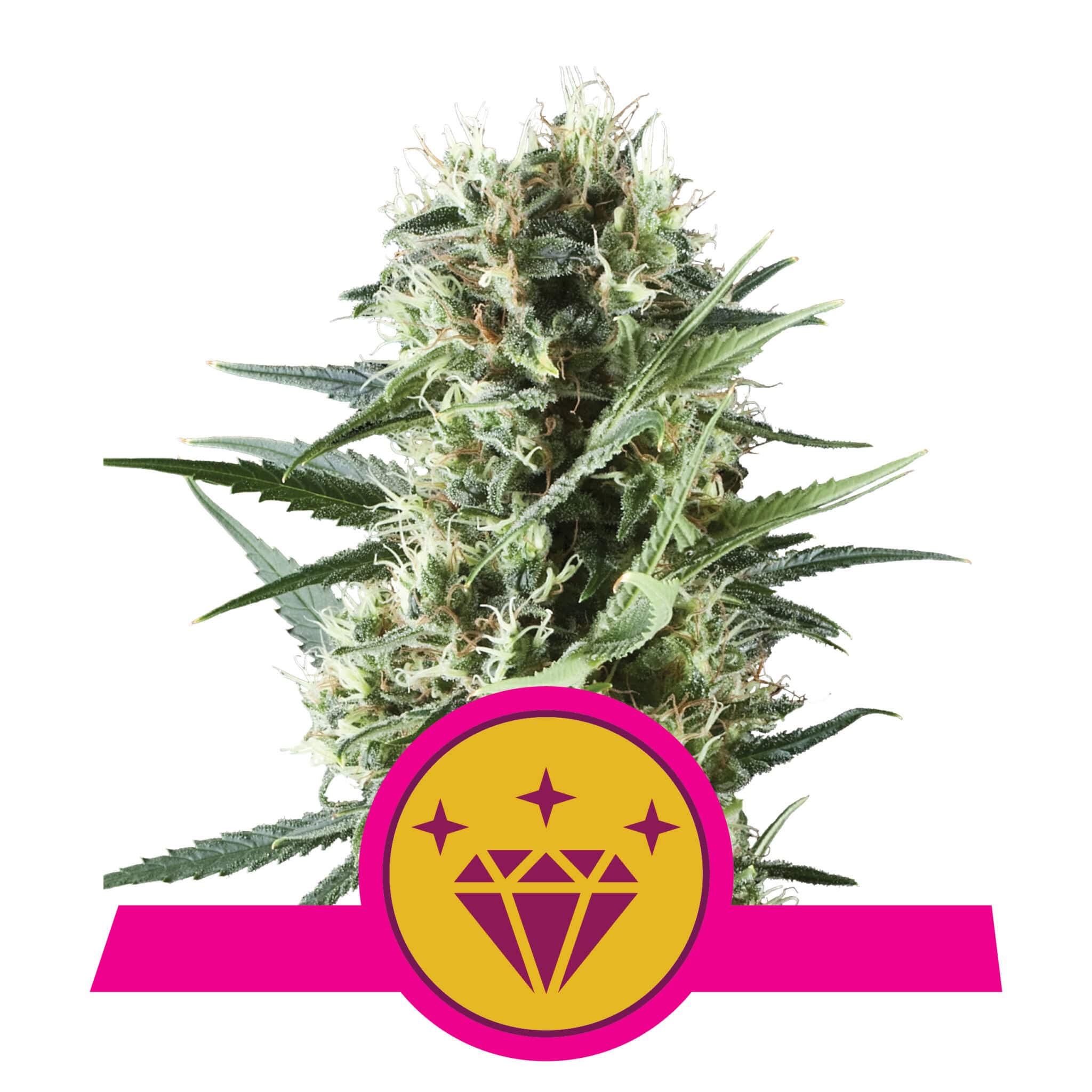 Special Kush #1 RQS Femminizzata