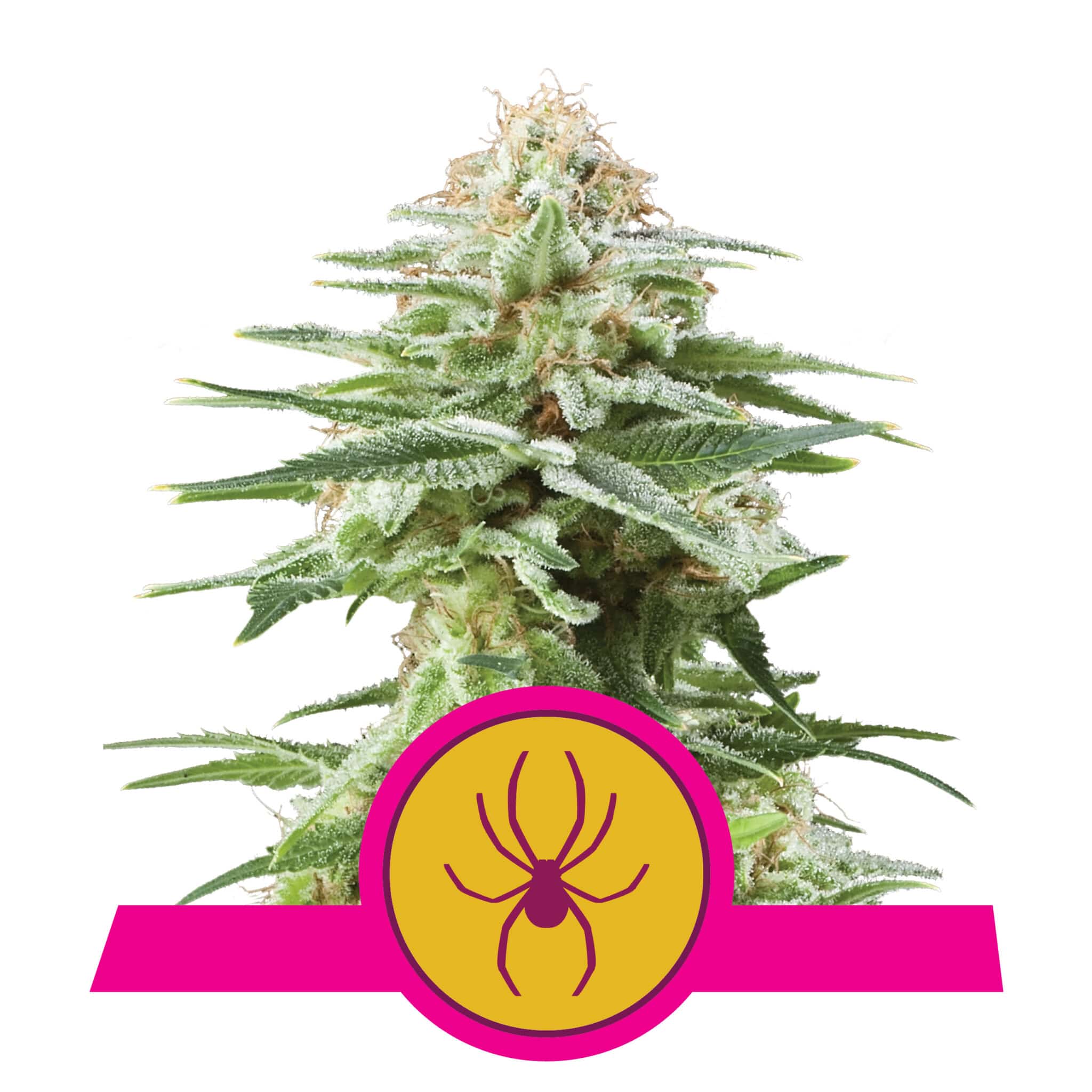 White Widow RQS Femminizzata