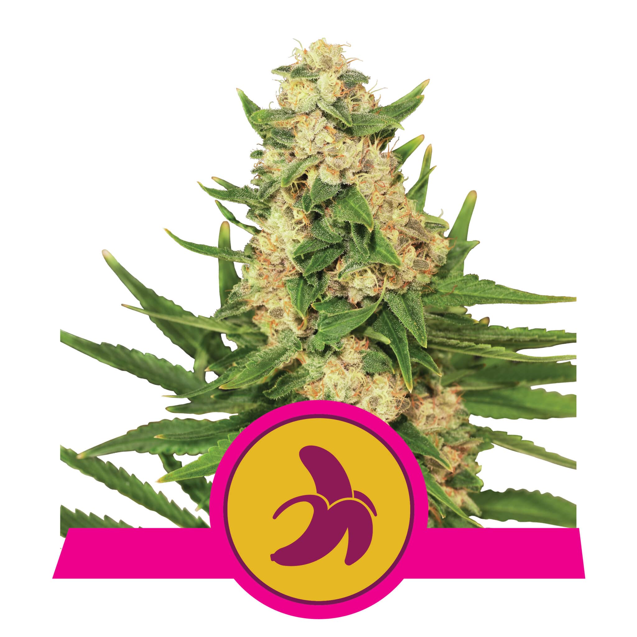 Fat Banana RQS USA Premium