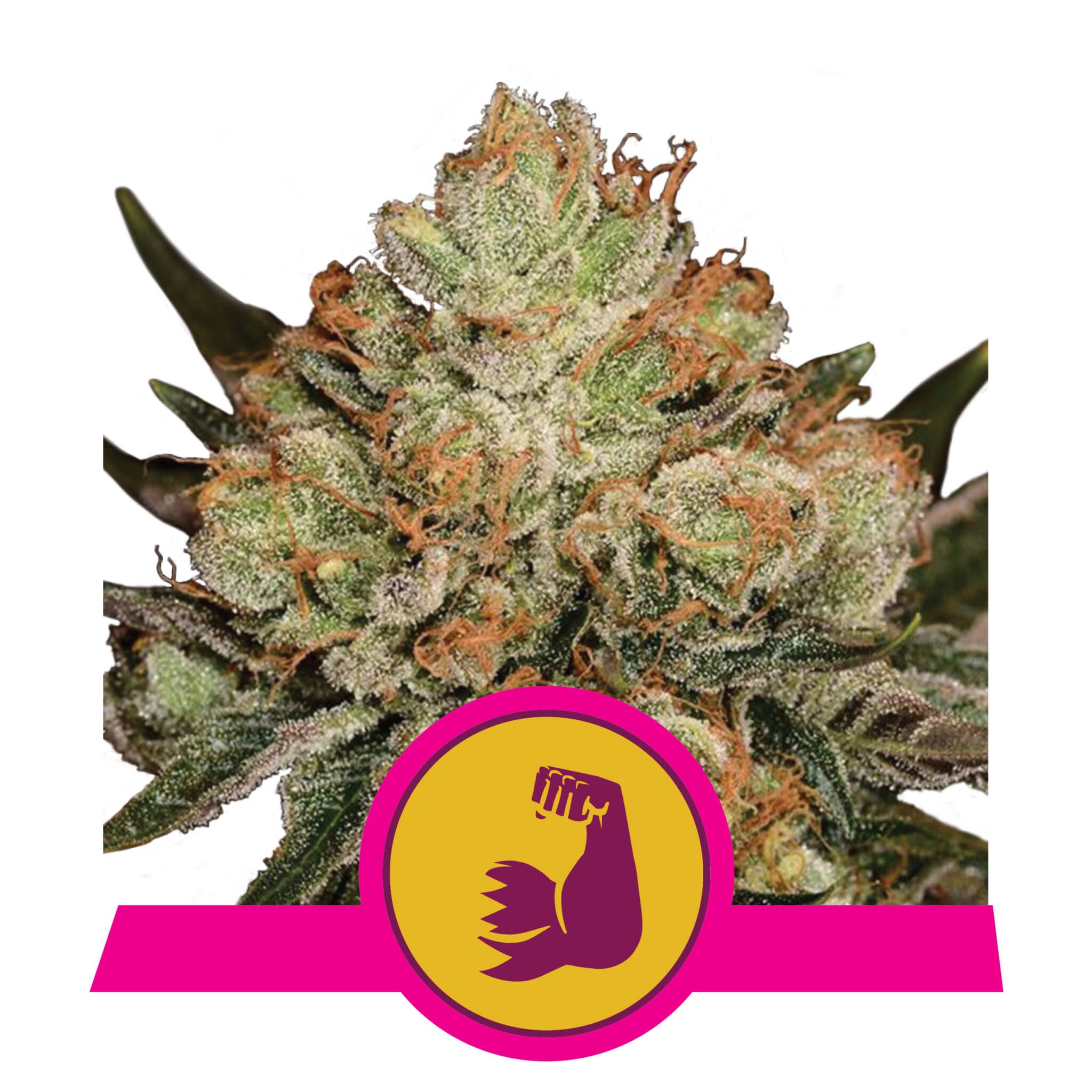 RQS_USA_HulkBerry
