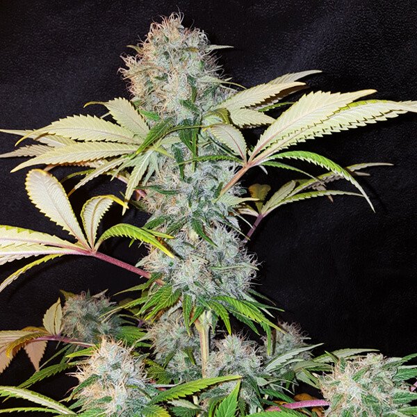 bubble-kush