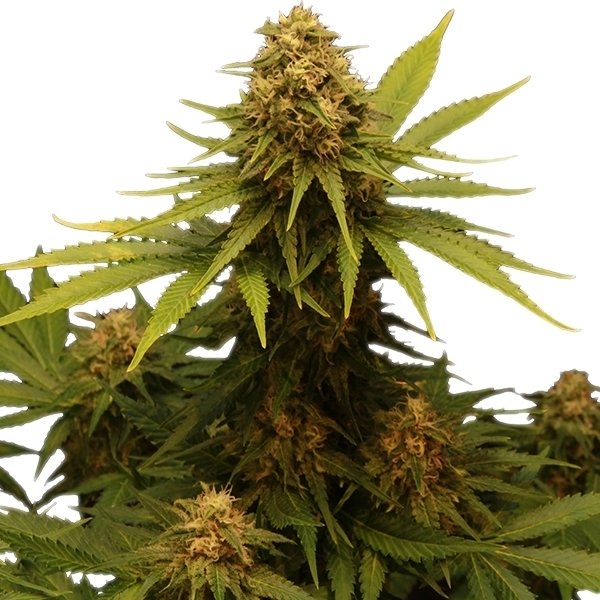 critical-kush-1
