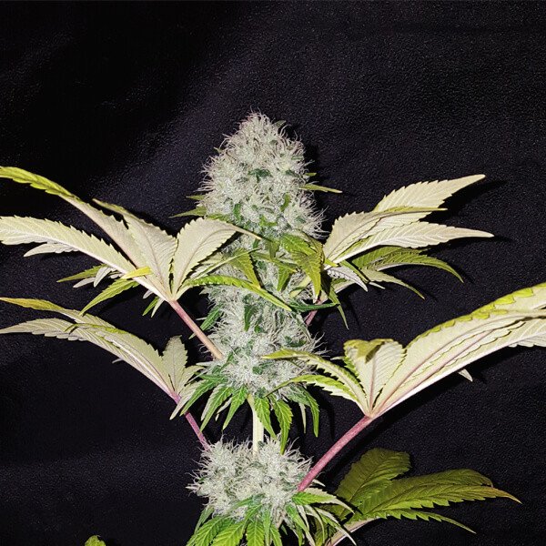 critical-kush