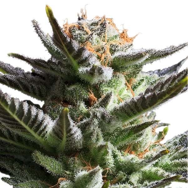 fruit-spirit-1