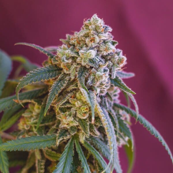 green-punch-2