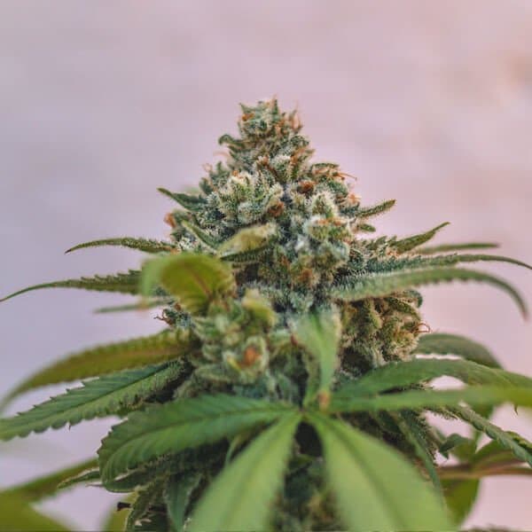 green-punch