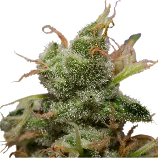ice-2