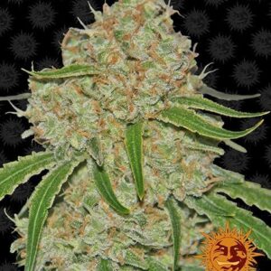 Phantom OG