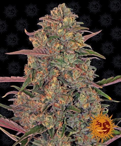 pineapple-chunk_circle_new_12_035396