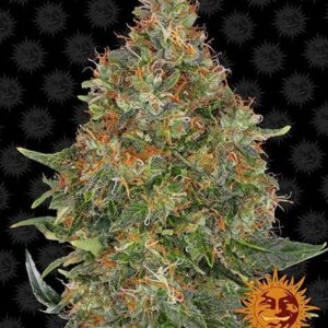 Pineapple Express Autofiorente