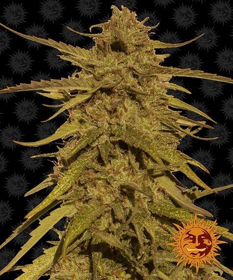 pineapple-haze-regular_circle_new_12_035300