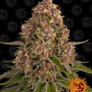 Pink Kush